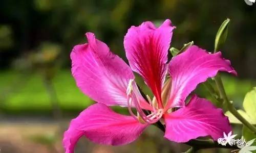 全国56个市花图片,中国各市市花集中图