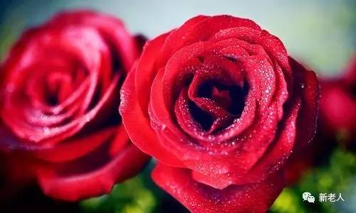 全国56个市花图片,中国各市市花集中图