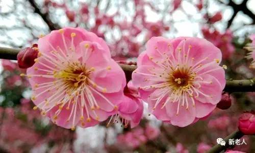 全国56个市花图片,中国各市市花集中图