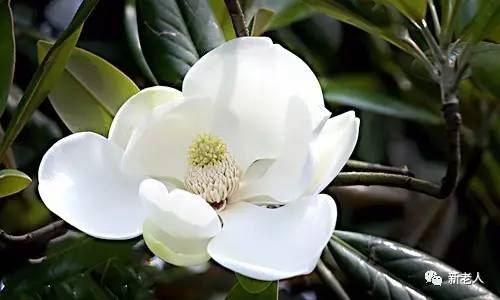 全国56个市花图片,中国各市市花集中图