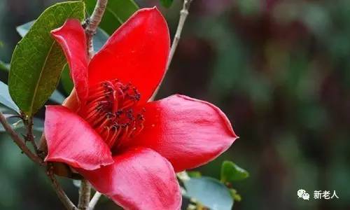 全国56个市花图片,中国各市市花集中图