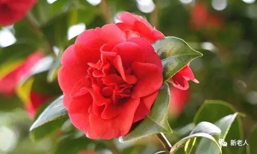 全国56个市花图片,中国各市市花集中图