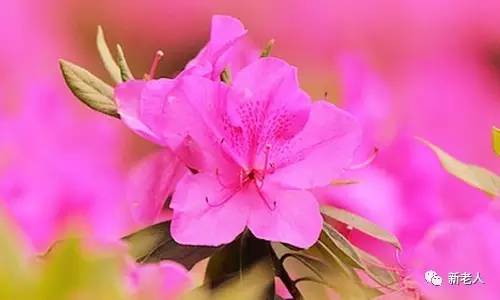 全国56个市花图片,中国各市市花集中图