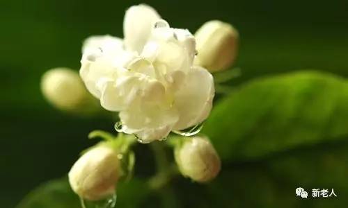 全国56个市花图片,中国各市市花集中图