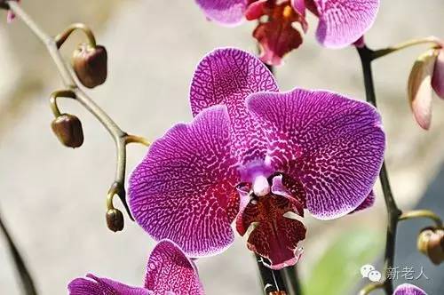 全国56个市花图片,中国各市市花集中图