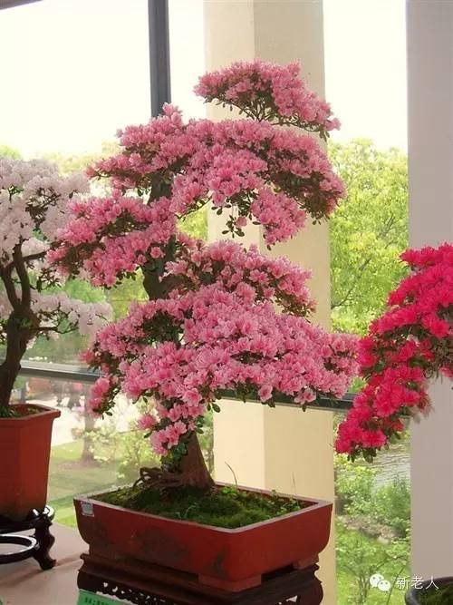 全国56个市花图片,中国各市市花集中图