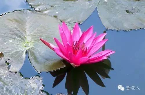 全国56个市花图片,中国各市市花集中图