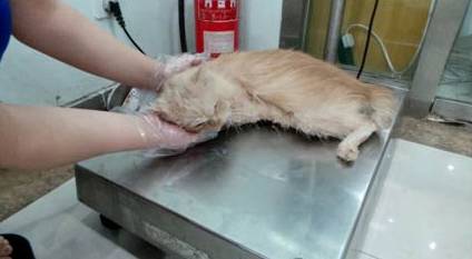 宠物狗能不能上飞机托运,飞机托运狗狗受伤