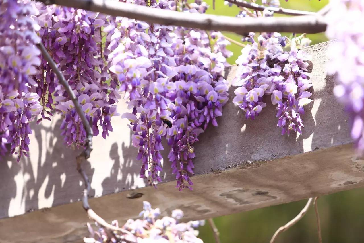 古逸黄县馨香龙口