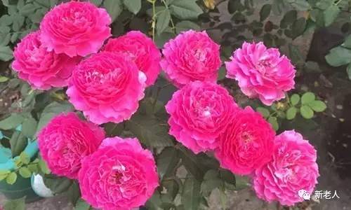 全国56个市花图片,中国各市市花集中图