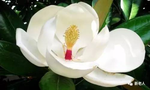 全国56个市花图片,中国各市市花集中图