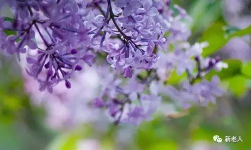 全国56个市花图片,中国各市市花集中图