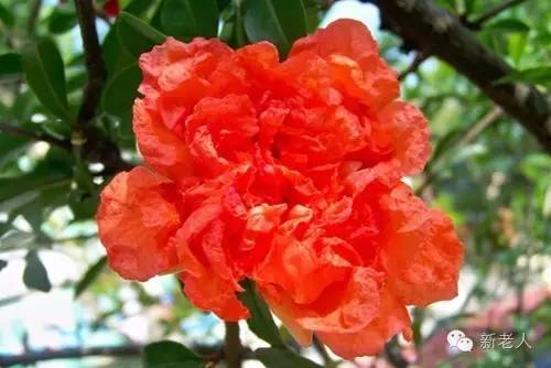 全国56个市花图片,中国各市市花集中图