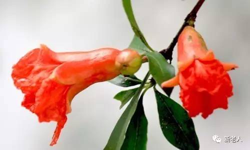 全国56个市花图片,中国各市市花集中图