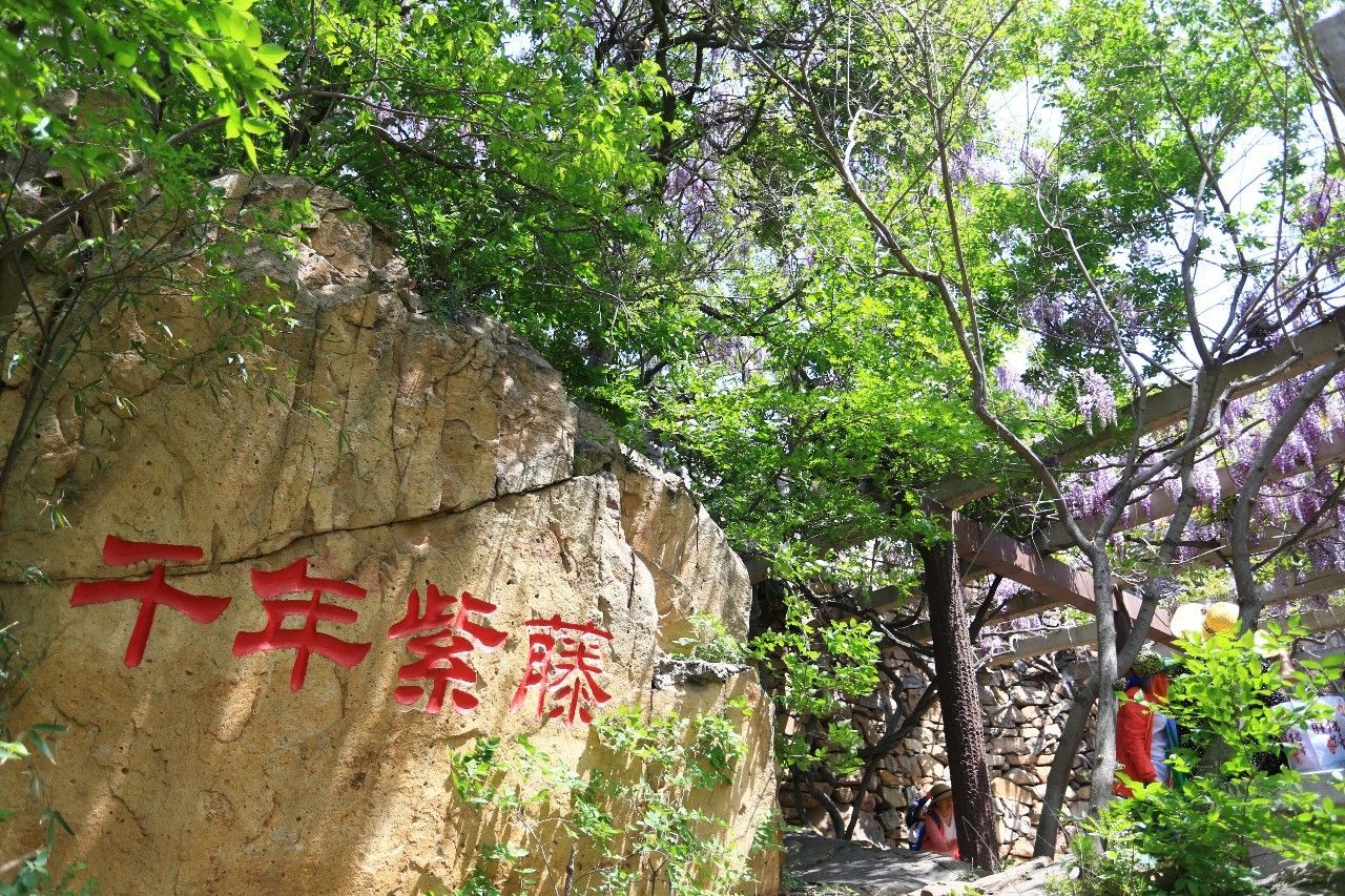 古逸黄县馨香龙口