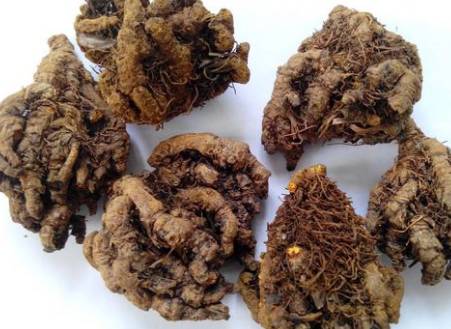 中药黄连主治病症,中药川黄连的功效