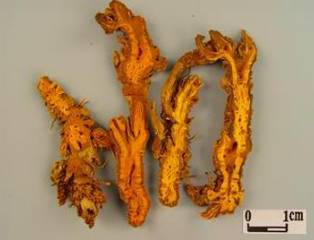 中药黄连主治病症,中药川黄连的功效