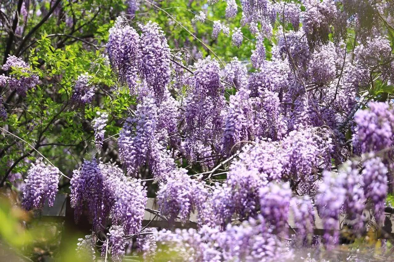 古逸黄县馨香龙口