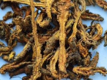 中药黄连主治病症,中药川黄连的功效