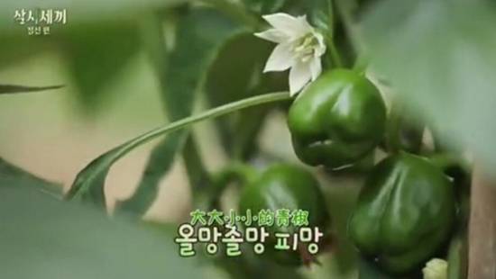 这个韩国男人的综艺养活了半个湖南台，可我们从没抄来他的精髓