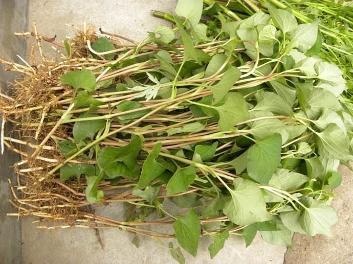 药食同源说野菜,蕺菜药用名