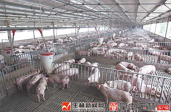 广西未来15天猪价会下跌吗,经济下行猪价