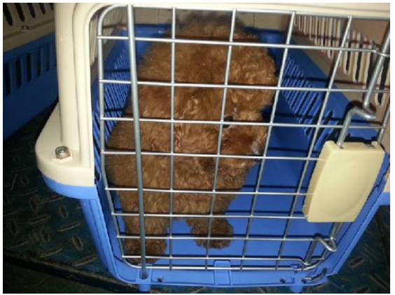 宠物狗能不能上飞机托运,飞机托运狗狗受伤