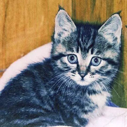 我们和演艺圈最会养猫、码字,知乎最会演戏的段子手聊了聊