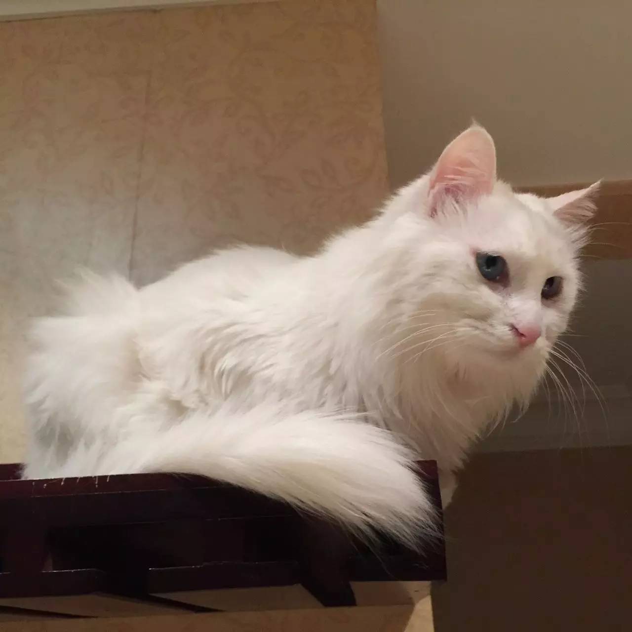 我们和演艺圈最会养猫、码字,知乎最会演戏的段子手聊了聊