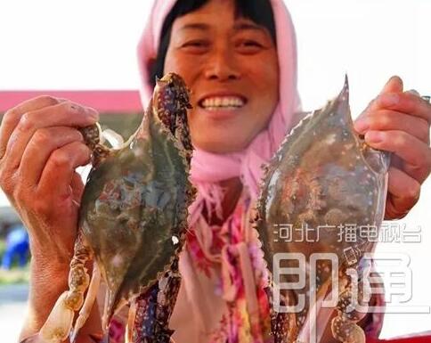 黄骅梭子蟹美食,黄骅梭子蟹排名