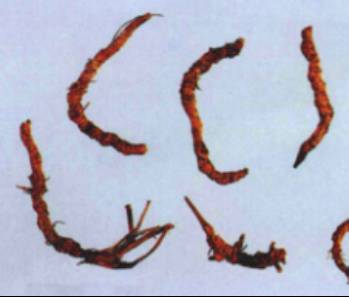 中药黄连主治病症,中药川黄连的功效