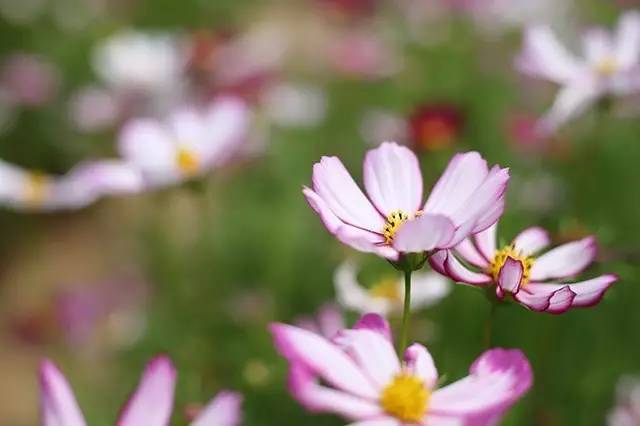 国旅学院的冷餐会不错噢学生证补办流程你都知道?心仪的课程抢到了嘛?周知师大与你一起(5.28—6.2)