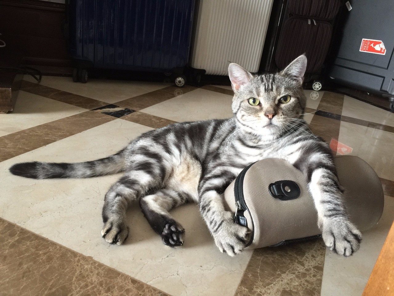 我们和演艺圈最会养猫、码字,知乎最会演戏的段子手聊了聊