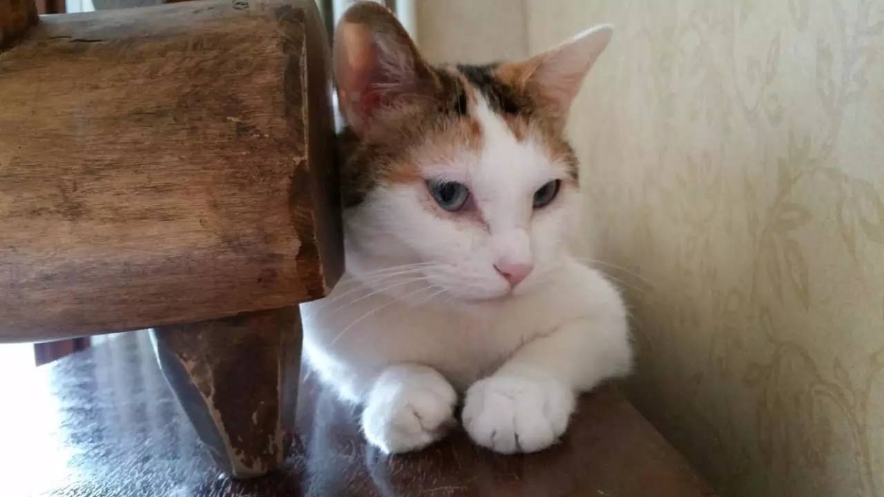 我们和演艺圈最会养猫、码字,知乎最会演戏的段子手聊了聊