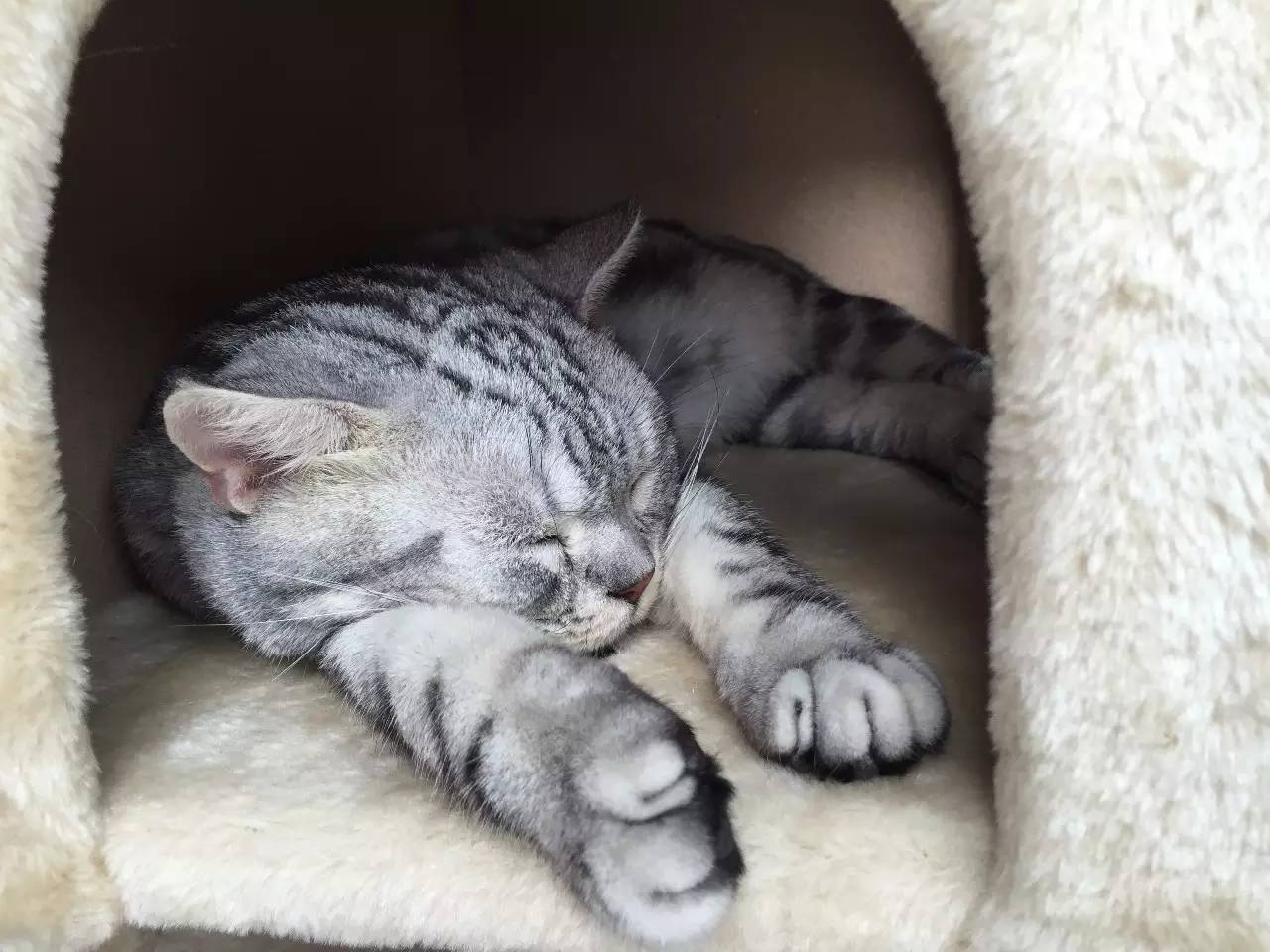 我们和演艺圈最会养猫、码字,知乎最会演戏的段子手聊了聊