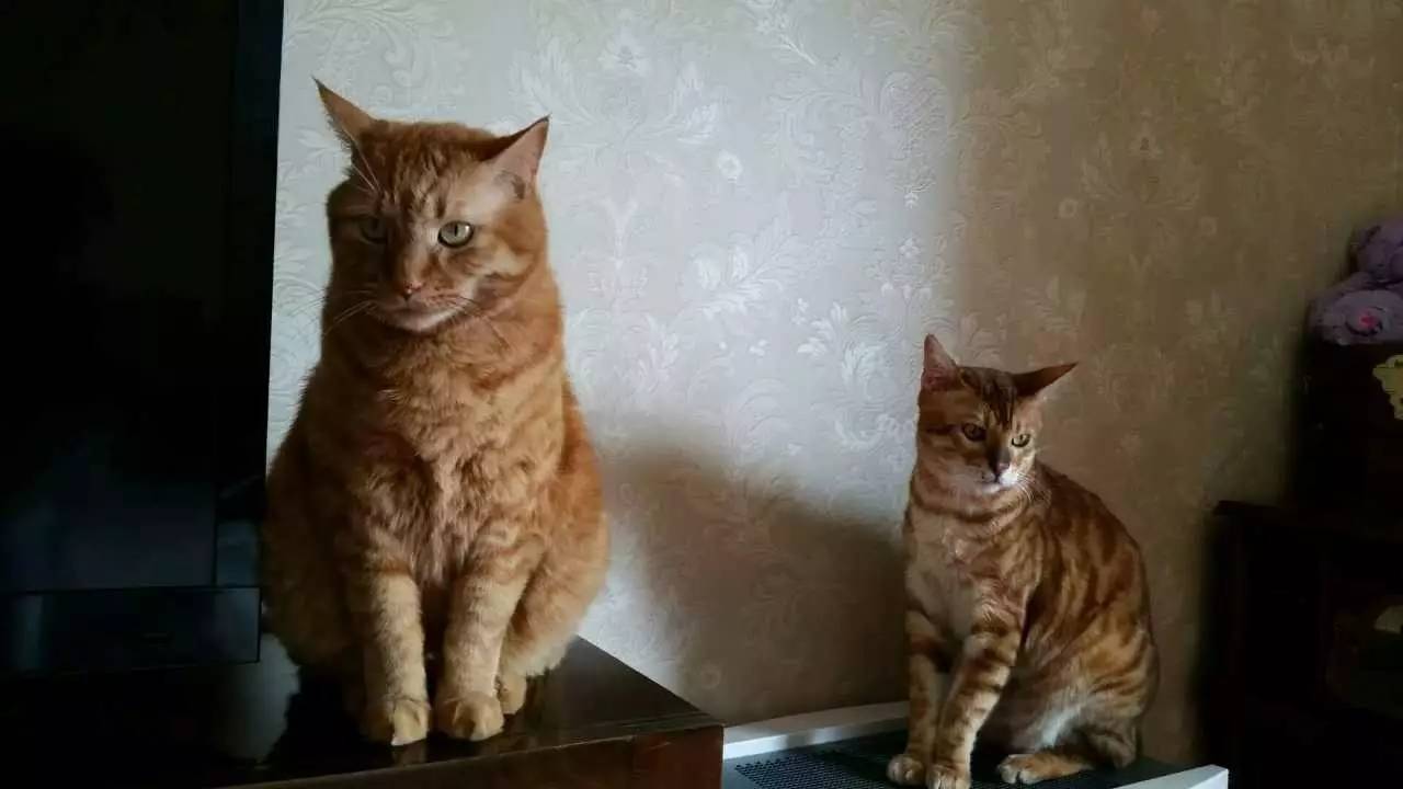 我们和演艺圈最会养猫、码字,知乎最会演戏的段子手聊了聊