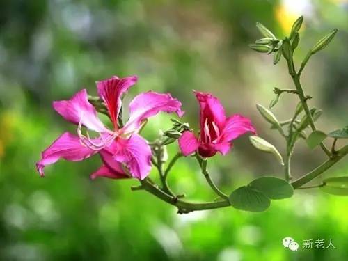 全国56个市花图片,中国各市市花集中图