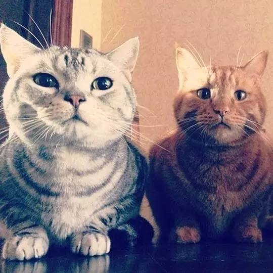 我们和演艺圈最会养猫、码字,知乎最会演戏的段子手聊了聊