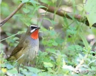 鸟类抓捕器,逮鸟笼子