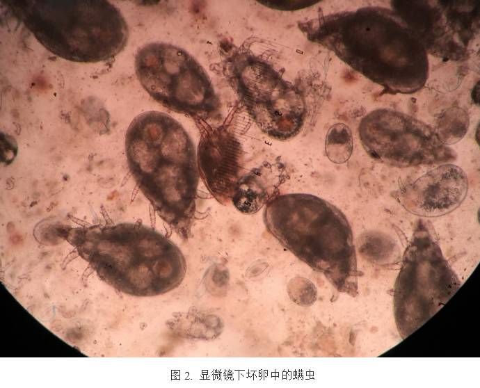 水蛭的养殖前景,水蛭养殖循环补水