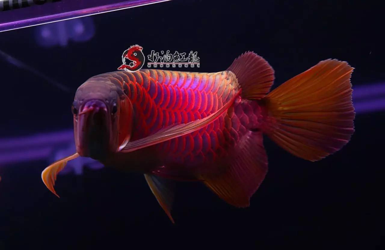 红龙多大入手好,红龙怎么挑选才不被骗