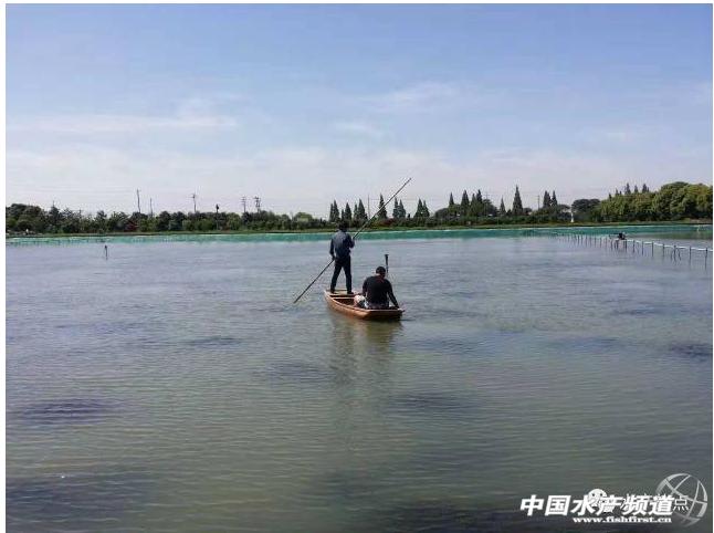 河蟹池塘养殖ph要求,河蟹塘ph值早晚相差多少合适