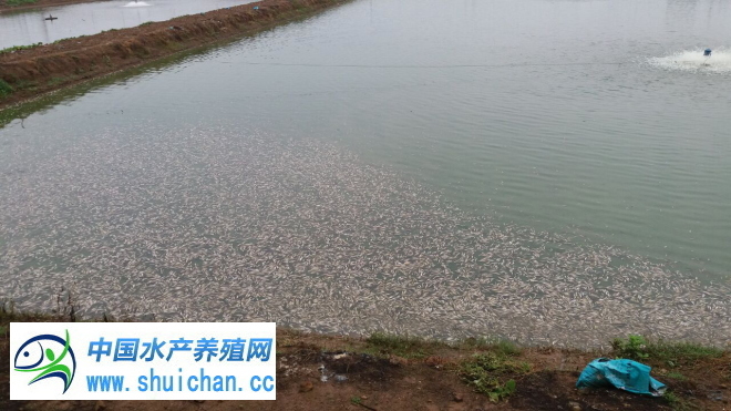 台湾泥鳅养殖行情,台湾泥鳅养殖期间怎么防治病害