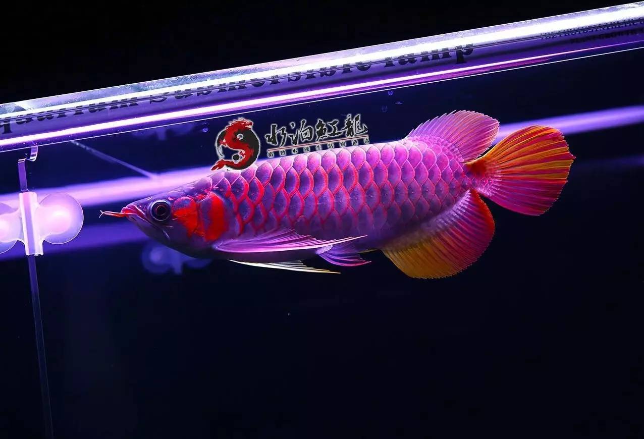 红龙多大入手好,红龙怎么挑选才不被骗