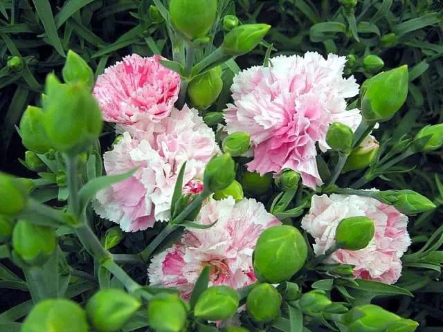 适合室内种植又有香味的植物,四季开花而且花香好养的植物