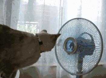 制冷小妙招,风扇如何制冷小技巧