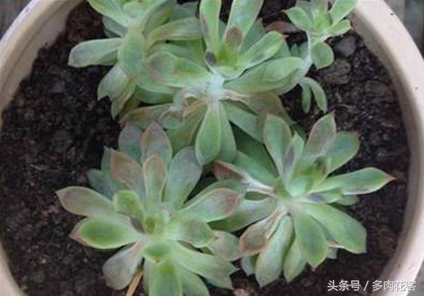 多肉植物怎么避免晒伤,多肉夏天如何防止晒伤