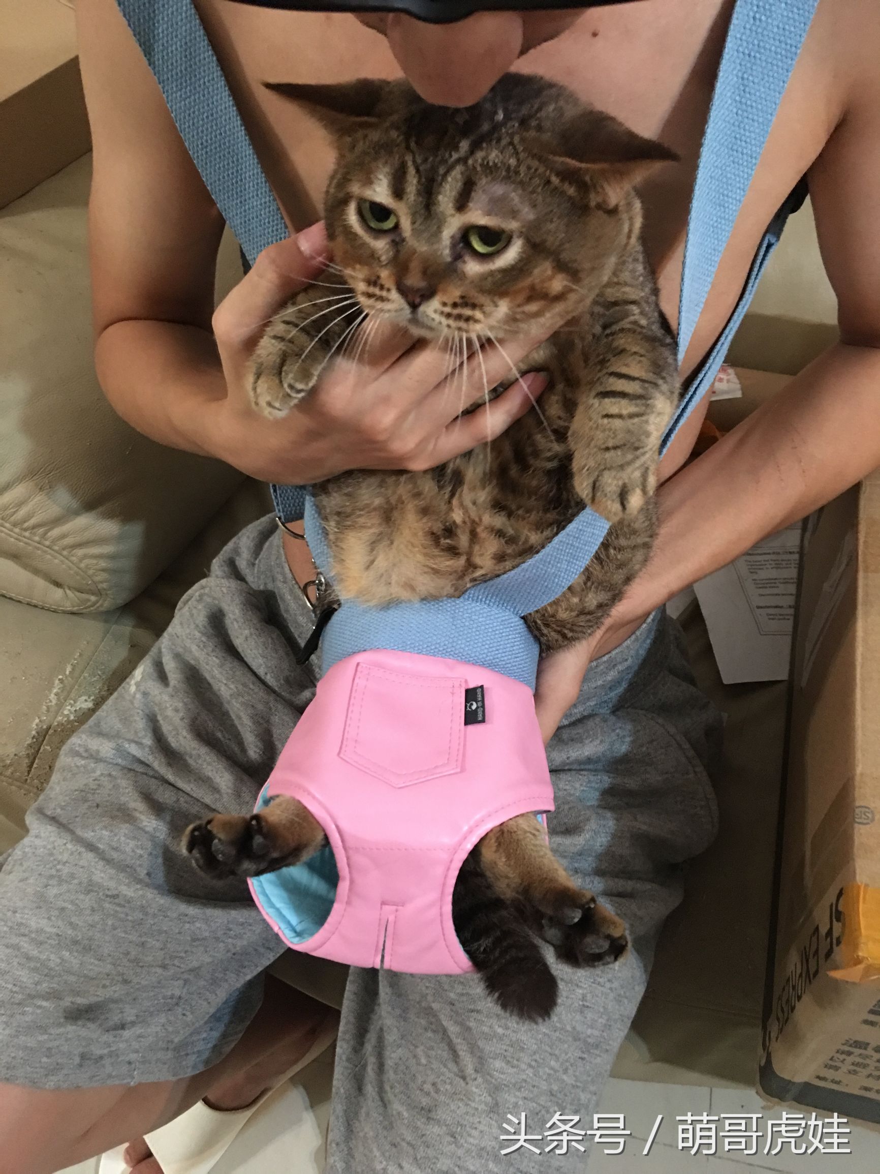 铲屎官在家门口捡到一只小猫,小猫被铲屎官的呼噜惊呆