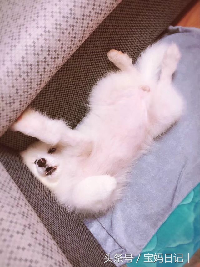 狗狗泪痕变色的毛怎么处理,狗狗泪痕严重吃什么有效果