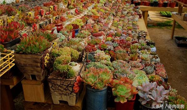 下雨天肉肉能淋雨吗,连续多天下雨多肉怎么办